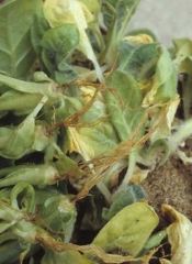 Many seedlings exhibit an overall browning of the root system which seems to be completely decayed. <i><b>Olpidium brassicae </b></i>(Olpidium seedling blight)
