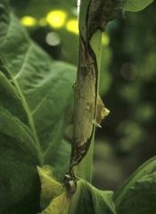 An important lesion is surrounding the tobacco stem. <i><b>Sclerotinia sclerotiorum</b></i>