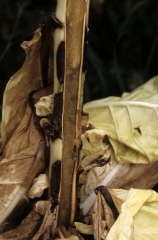 The pith inside the stem is totally brown and glassy. P<i><b>ectobacterium</b></i> sp. (<i>Erwinia</i> sp., <b>black leg</b>, hollow stalk)