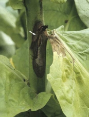 The corolla of an infected flower, held in the axils of a tobacco leaf stem, is an ideal nutrient base to allow contamination by contact and colonisation of the stem. <b><i>Botrytis cinerea.</i></b>
