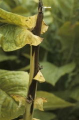 A quickly developing black rot has started from a stripping wound. <b><i>Pectobacterium</i> sp.</b> (anc. <i>Erwinia</i> sp.)