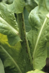 Brown, irregular, longitudinal streaks cover one side of the stem. Potato virus Y (PVY)