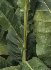 The stem of this tobacco plant is split lengthwise for many centimeters. Physiological split