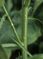 Many small cankerous lesions scattered on the stem. Hail injury