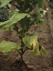 One or more of the lower leaves partly wilt, turn yellow and dry up. <i><b>Verticillium dahliae</b></i> (Verticillium wilt).
