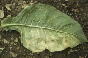 The condition of the vascular system can also be checked  at the midrib of a leaf which demonstrates a unilateral discoloration. <i><b>Verticillium dahliae</b></i>