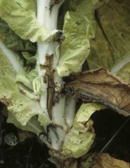 Brown, longitudinal lesions can be observed on some areas of the cortex. <b><i>Fusarium oxysporum </i>f. sp. <i>nicotianae</i></b> (fusarium wilt)
