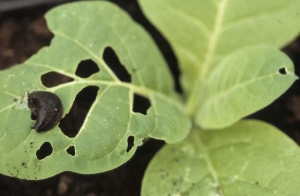 A dark brown slug on a tobacco seedling leaf can easily be seen and so are the holes it has pierced when feeding on lamina.