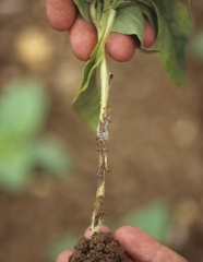 Several brown and moist lesions surrounding the stem and the buried stem portion; they are occasionally  covered by a grey mould. <b><i>Botrytis cinerea</i></b> (grey mould)