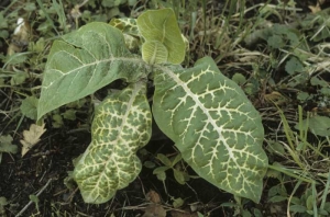 Vein yellowing of lower leaves. Chemical injury (herbicide injury)