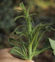 Very short internodes and small leaves curled upwards. Chemical injury (herbicide injury)