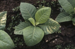 On a lower leaf necrotic interveinal lesions can be observed. Chemical injury (herbicide injury)