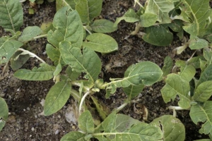 Tobacco seedlings with chewed and cut leaves after a heavy hail storm. <b>Hail injuries</b>