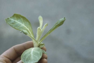 The leaves of this seedling do not have lamina and they are curled upwards. Chemical injury