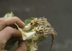 Too high concentration of fungicides were applied to the roots of these seedlings, it led to root necrosis and reduced growth of new formed roots. Chemical injury