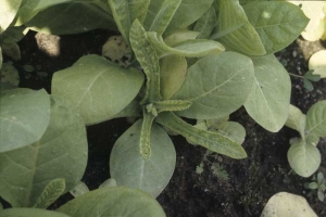 In some cases of affected plants the leaves are bleached and narrower. Polyphylla (Frenching)

