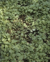 Circular area of wilted or dead seedlings, characteristic of damping-off that occurs in a nursery.
