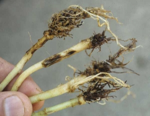 Some completely rotten root systems have totally disappeared, the fungus also attacks the part of the stem in the soil causing longitudinal black cankers. <i><b>Thielaviopsis basicola</b></i>