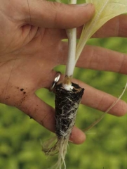 A brown, moist canker tending to surround the stem, and a cottony, white mycelium can be observed. <b><i>Sclerotinia sclerotiorum</i></b>