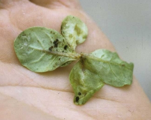 Seedling completely girdled at the collar, with petioles and lamina showing water-soaking and necrosis as the infection spreads from the stem. <b><i>Thanatephorus cucumeris</i></b> (<i><b>Rhizoctonia solani</b></i>)
