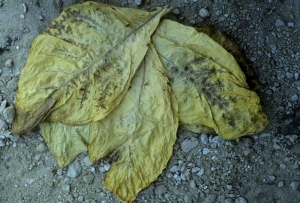 On these cured leaves one can easily observe brown necrotic lines following the main veins thus telling about an ancient attack of CMV (cucumber mosaic virus)
