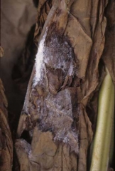 A dark, wet rot, covered by white, very hairy mould. <i><b>Botryosporium</i> sp.</b>