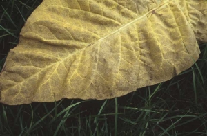 The interveinal-tissues of this Virginia tobacco leaf show a greyish brown  metallic colour. Nutritional disorder (iron and / or manganese toxicity)