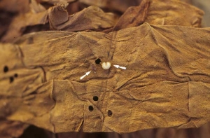 The larva of <i><b>Lasioderma serricorne</b></i> is curved and whitish. It makes galleries in stored tobacco. The adult, found also in warehouses, is red-brown and measures 2 to 2.5 mm long.