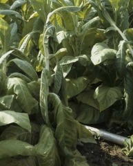 General wilting of a tobacco plant.