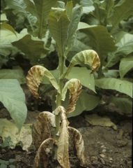 After wilting the leaves may suddenly dry up.