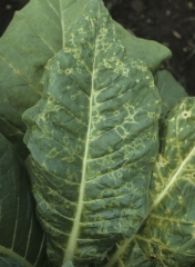 The patterns are often chlorotic rings  (Ring spot), sometimes concentric and circular when located between the veins, more irregular when they impinge on one of them. Tobacco ring spot virus (TRSV).
