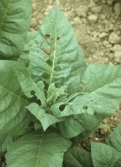 The lamina of several leaves is perforated, showing neat holes of varying forms. Grasshopper damage

 