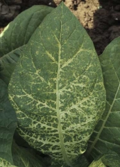 Yellowing frequently affects the veins and the adjacent tissues. Alfalfa mosaic virus (AMV)
