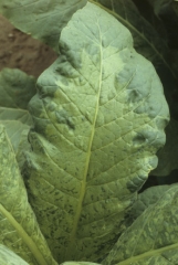 The lamina of this leaf is of darker green colour along the veins (vein banding). Tobacco mosaic virus (TMV)
