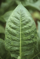 Virginia tobacco leaf showing large vein banding. Tobacco mosaic virus (TMV)