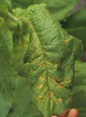 At first the spots are yellow, then they change rather quickly to a rusty colour and sometimes form concentric rings. Tomato spotted wilt virus (TSWV)
