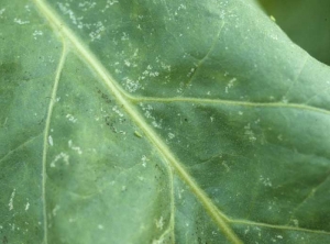 Leafhopper damage