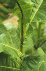 Longitudinal streaks of brown metal colour are formed on the stem. Tomato spotted wilt virus (TSWV)