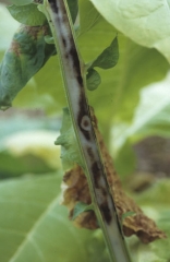 The pith is sometimes affected, it partially turns brown in a more or less diffused manner. Tomato spotted wilt virus (TSWV)