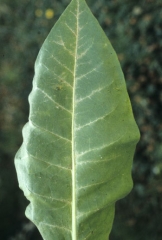 The veins and tissues in the vicinity are covered with a multitude of small silver spots, dotted with black droppings, locally giving a greyish colour to lamina. <b>Thrips damage</b>