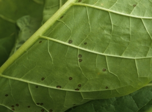 A few wet spots, browning in the center, scattered over the leaf; <b><i>Alternaria alternata</i></b>  (<i>Alternaria </i>leaf spot)