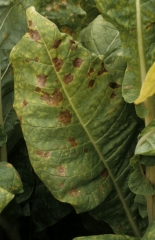 When climatic conditions are particularly favourable, the spots enlarge and reach more than one centimeter in diameter. <b><i>Alternaria alternata</i></b> ( <i>Alternaria</i> leaf spot)