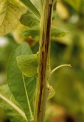 By a longitudinal cut of the stem one can observe that the vessels and sometimes even the adjacent tissues (pith) demonstrate browning. <b><i>Peronospora hyoscyami</i> f. sp. <i>tabacina</i></b> (tobacco blue mould, downy mildew)