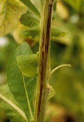 By a longitudinal cut of the stem one can observe that the vessels and sometimes even the adjacent tissues (pith) demonstrate browning. <b><i>Peronospora hyoscyami</i> f. sp. <i>tabacina</i></b> (tobacco blue mould, downy mildew)