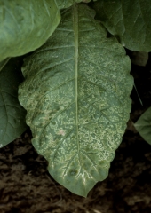 The whole lamina is covered by marked and well defined necrotic interveinal patterns. Cucumber mosaic virus (CMV)
