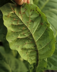 At the underside of the leaf there are many rusty brown necrotic spots on the midrib and on secondary veins. Tomato spotted wilt virus, (TSWV)