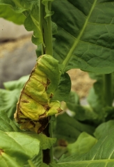 Often infected leaves finally wilt, turn partially yellow and dry up. Tomato spotted wilt virus (TSWV)