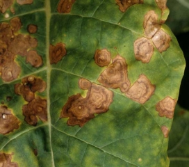 One can easily observe the concentric patterns of <i><b>Alternaria alternata</b></i> on tobacco leaves.