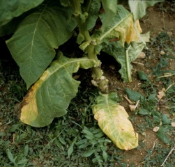 Several leaves of this tobacco plant have turned yellow, wilted and become necrotic. <i><b>Verticillium dahliae</b></i>