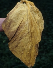 This Virginia tobacco leaf affected by <i><b>Verticillium dahliae</b></i> shows a damaged lamina zone.